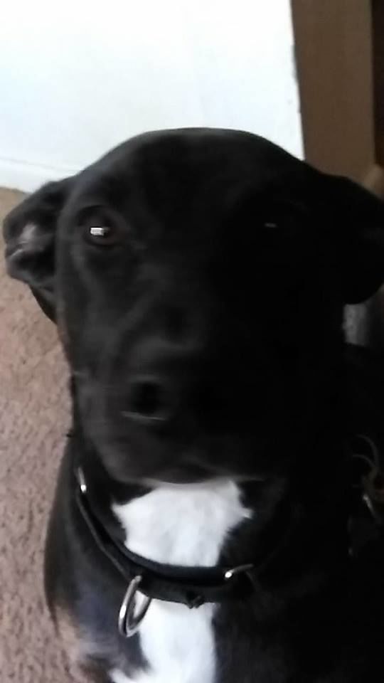Readers pet photos